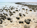 Stromatolithen in Hamelin Pool