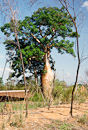 Baobab