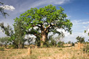 Baobab