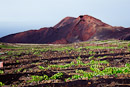 Weinbau am Volcán Teneguía