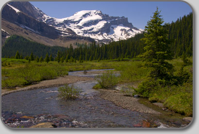 Merlin Meadows