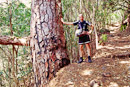 erste große Kiefern am Übergang vom Lorbeer- wald zum Nadelwald