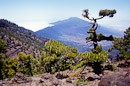 links Cumbre Nueva, Mitte Cumbre Vieja