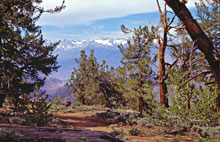 Bristlecone Cabin Trail