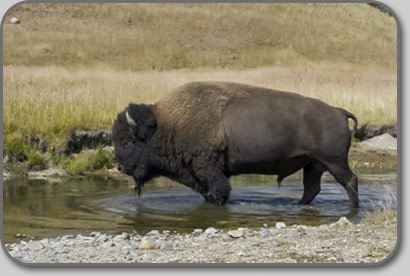 Bison im Pelican Creek